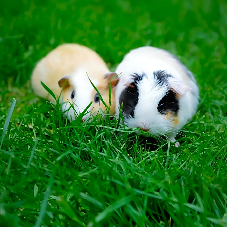 Massachusetts Sanctuary Overwhelmed by Hundreds of Guinea Pigs Needing Care