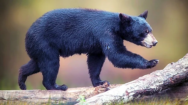 Wyoming Hiker Survives Black Bear Attack on Teton Pass by Using Bear Spray