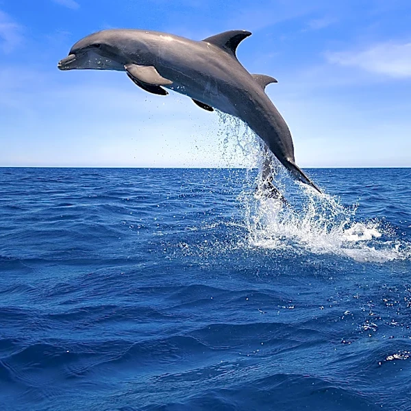 Dolphins in Western Australia Exhibit Unique Tool-Use Behavior Passed Down Through Matrilineal Lines