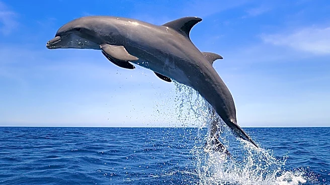 Dolphins in Western Australia Exhibit Unique Tool-Use Behavior Passed Down Through Matrilineal Lines