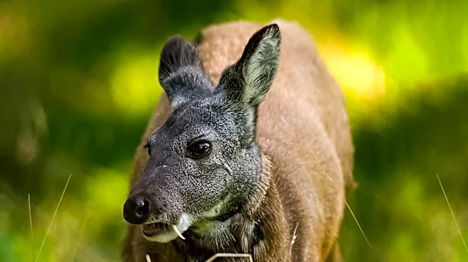 DNREC Adopts Emergency Regulations to Combat Chronic Wasting Disease in Delaware Deer Population