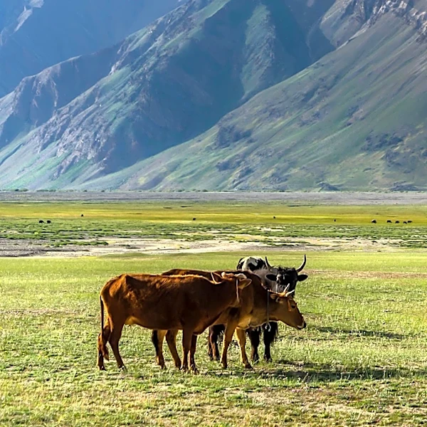 Nevada Ranchers Battle U.S. Navy Over Grazing Land Expansion