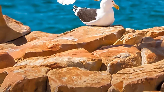 Ocean City, New Jersey Employs Falcons to Deter Aggressive Seagulls on Boardwalk