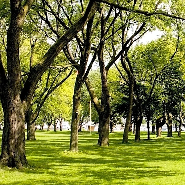 Fargo-Moorhead Metro Forestry Departments Manage Over 100,000 Trees, Combatting Disease and Promoting Urban Greenery
