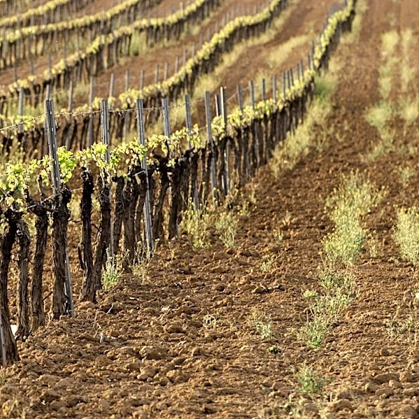 U.S. Representative Nick Langworthy Advocates for Federal Support for Western New York Grape Growers Amid Contract Cancellations