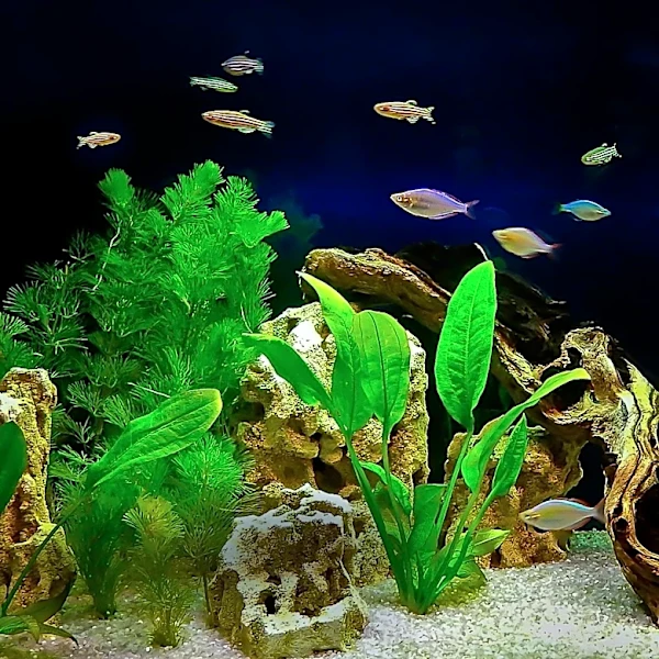 Zebrafish Model Advances Natural Sleep Modulator Discovery and Validation