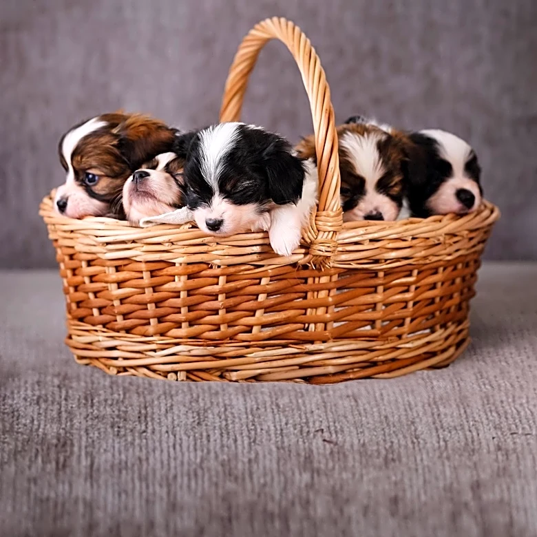 Six Newborn Puppies Abandoned Near New Haven Trash Bin; One Dies