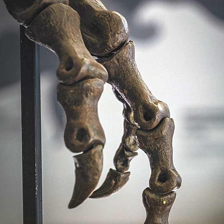 New Fossil Discoveries in Taiwan Suggest Denisovans Were Surprisingly Tall