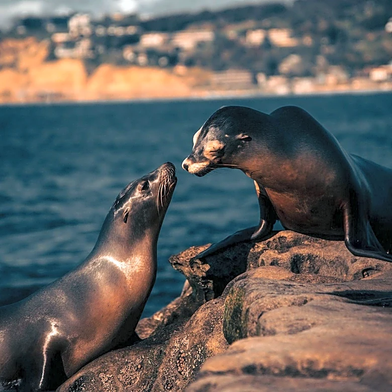 San Diego's La Jolla Cove Faces Potential Closure After Teen Kicks Sea Lion, Sparking Outrage