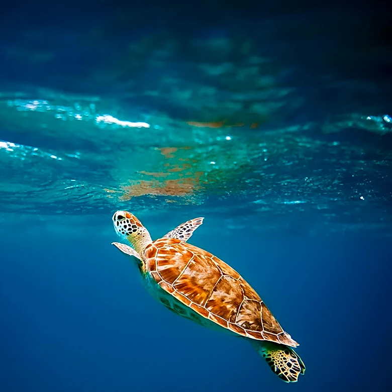 270-Pound Loggerhead Sea Turtle 'Timmy' Released Back into Atlantic After Rehabilitation in Key West