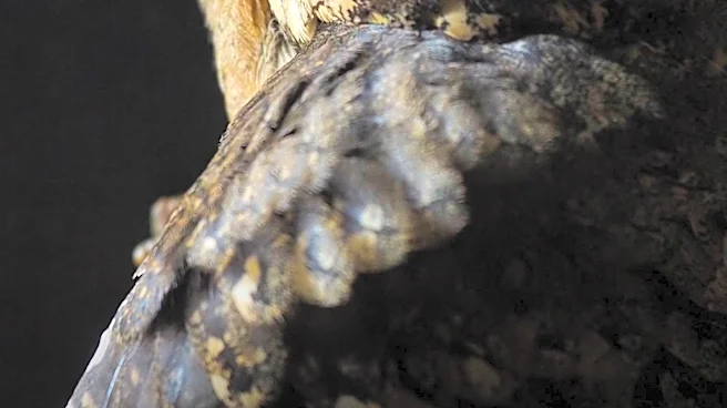 Ancient Cultures Viewed Owls as Omens of Danger and Death, Contrasting Modern Perceptions