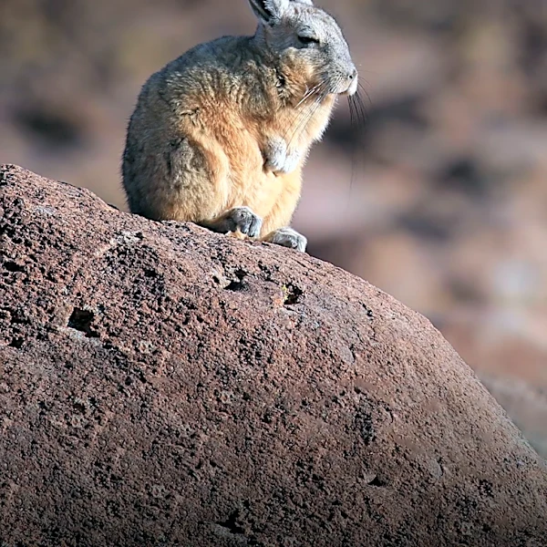 Researchers Reclassify Wolffsohn’s Viscacha as Endangered in Argentina