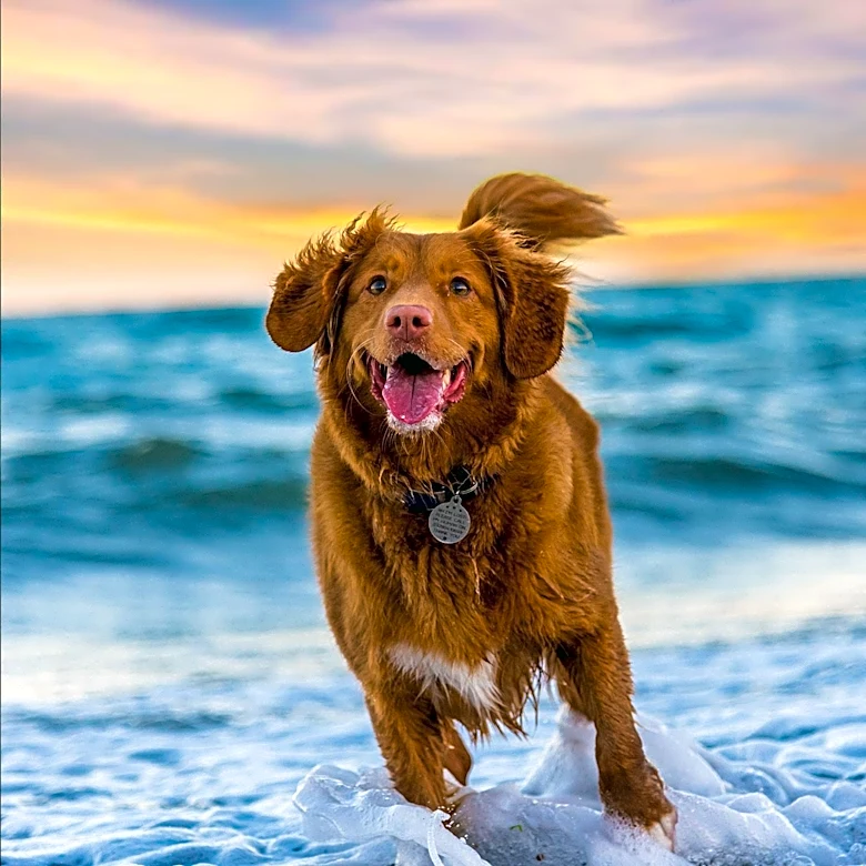 Jacksonville Rescue Dog's Survival Raises Awareness of Rare Pythiosis Disease in Florida Waters