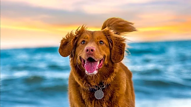Jacksonville Rescue Dog's Survival Raises Awareness of Rare Pythiosis Disease in Florida Waters