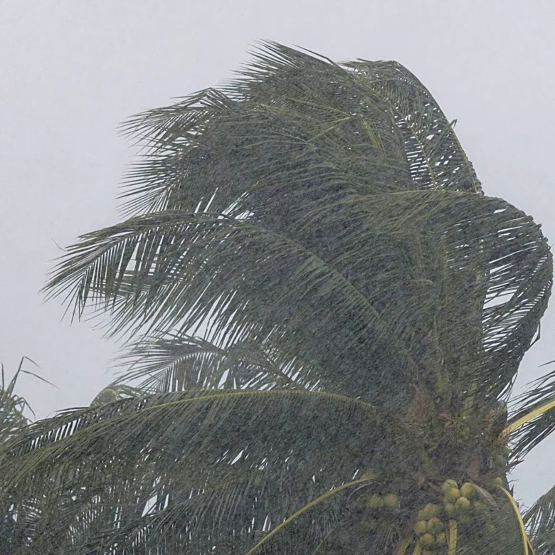 Hawaii Officials Urge Prompt Insurance Claims Following Storm Lala Damage