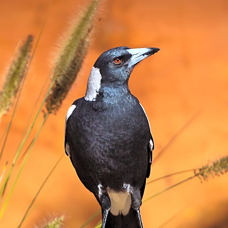 H5 Bird Flu Poses Significant Threat to Australian Native Bird Species