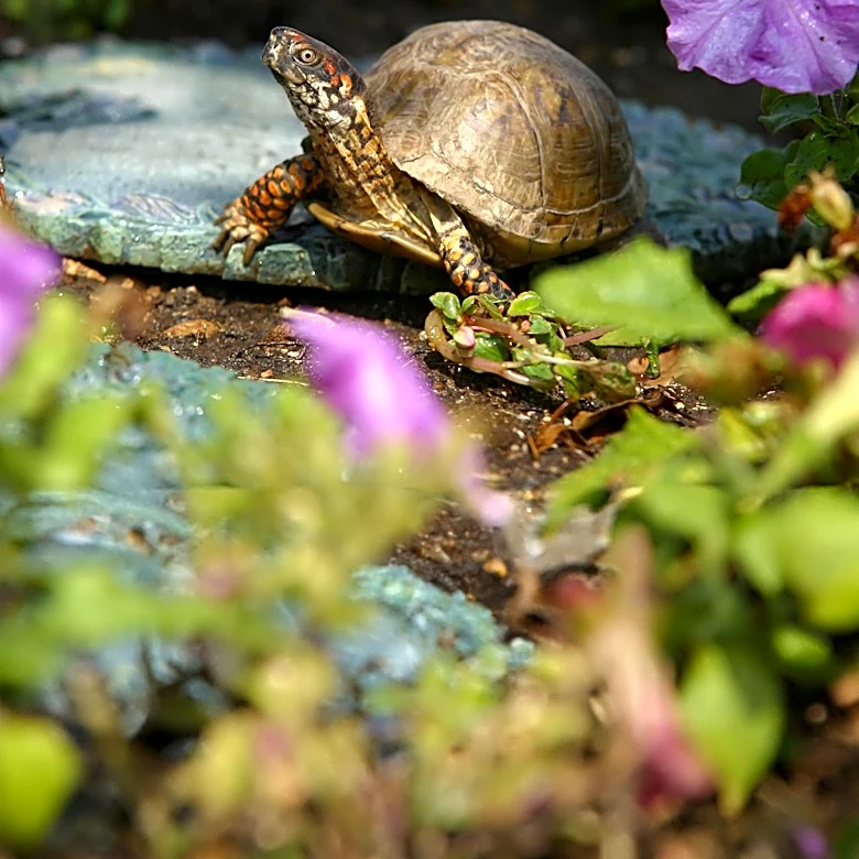 Smithsonian Researchers Utilize Innovative Methods to Study Eastern Box Turtle Nests in Virginia