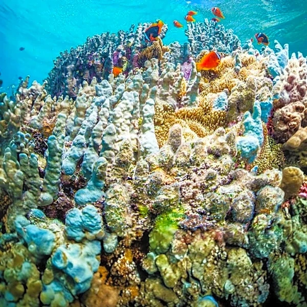 Destructive Bomb Fishing Persists in Indo-Pacific Coral Reefs Despite 2004 Ban