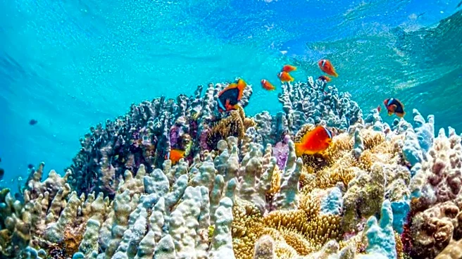 Destructive Bomb Fishing Persists in Indo-Pacific Coral Reefs Despite 2004 Ban