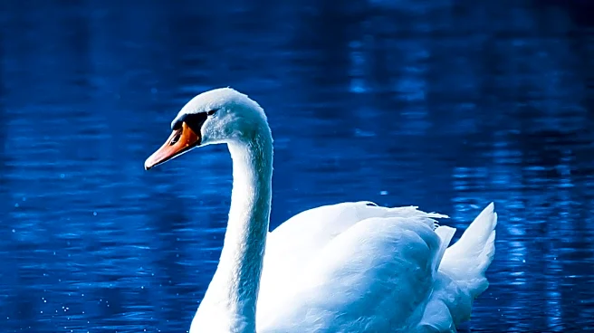 Idaho Stakeholders Progress on Swan Falls Mitigation Plan to Balance Water Use