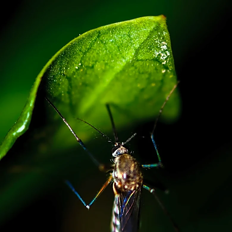 Chikungunya Virus Poses Endemic Threat to Travelers in Dominican Republic