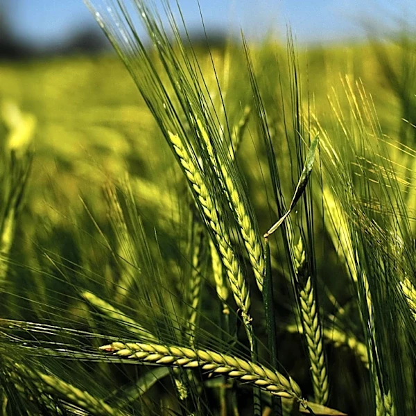 Wisconsin Kernza Field Day to Demonstrate Perennial Grain Harvesting and Processing