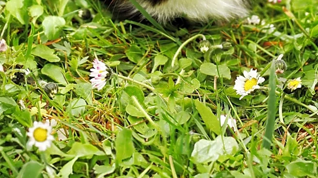 Massachusetts Sanctuary Houses Hundreds of Rescued Guinea Pigs Amid Rising Abandonment