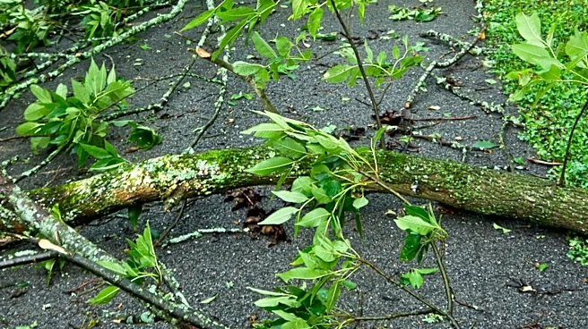 Rochester City Council Overrides Mayoral Veto to Fund Wood Debris Relocation