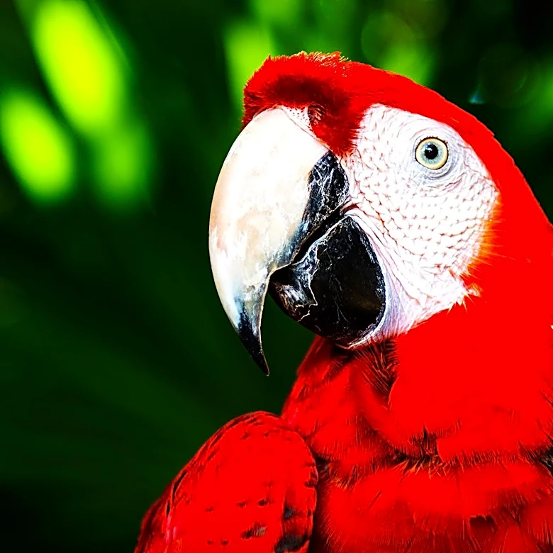 Animal Rescues Seek Homes for Over 360 Birds Seized from Highlandtown Exotic Bird Shop