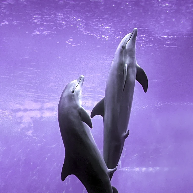 FAU Harbor Branch Research Reveals Dolphins' Distinct Acoustic Behaviors for Hunting and Socializing