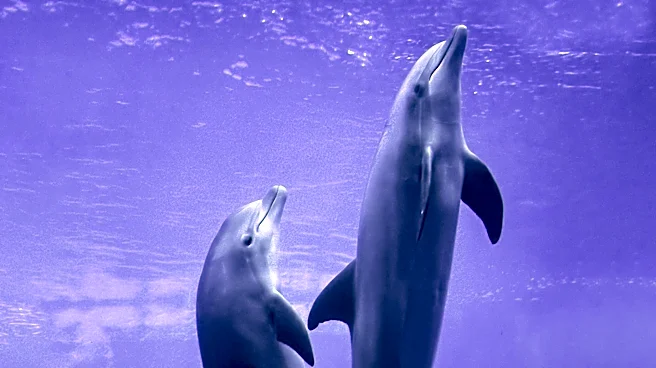 FAU Harbor Branch Research Reveals Dolphins' Distinct Acoustic Behaviors for Hunting and Socializing