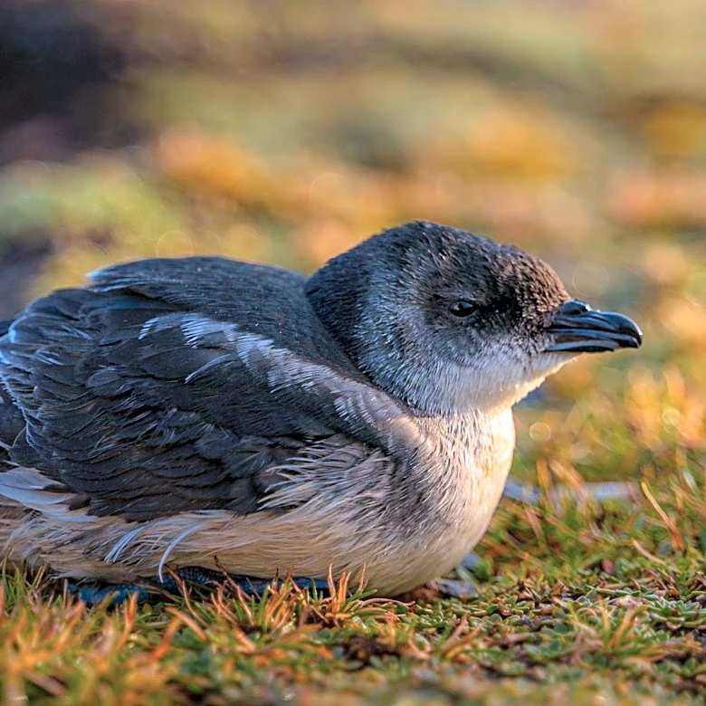 Victoria Initiates Large-Scale Bird Flu Vaccination Program for Little Penguins