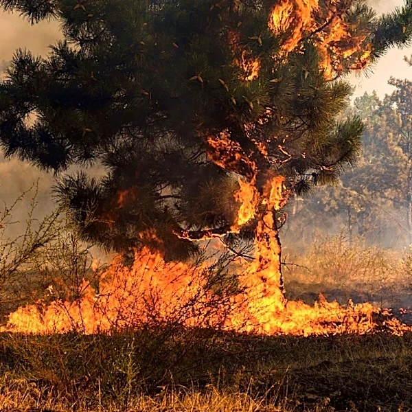 Cal Fire Halts Forward Spread of Brush Fire Near Campo, Evacuations Lifted