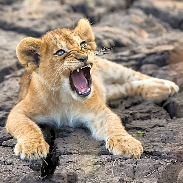 National Geographic Docuseries 'Lion' Explores Cub's Journey to Adulthood, Executive Produced by Jon Favreau