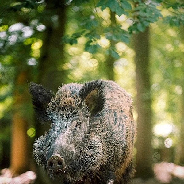 Feral Swine Invasions Threaten Florida State Parks and Wildlife