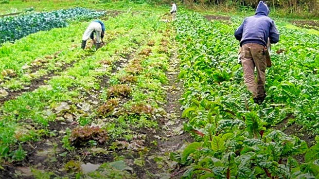 Prince Edward Island Declines Federal Offer to Increase Temporary Foreign Worker Cap for Rural Employers