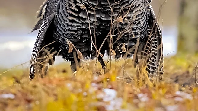 Wild Turkeys Cause Frequent Power Outages in Cambria, California