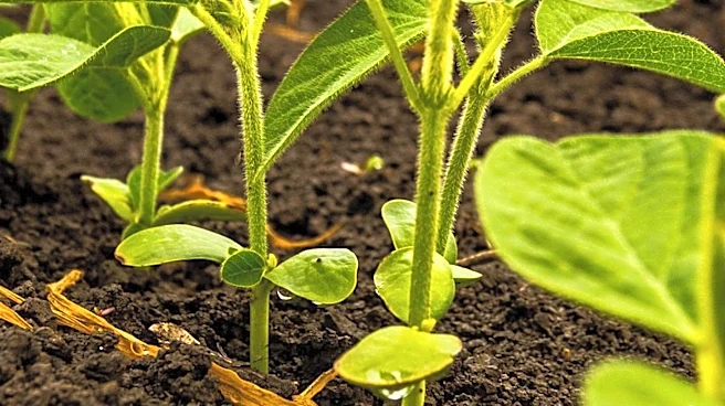 Biotechnology Company PBL Introduces Biological Crop Protection Products to Enhance Agricultural Sustainability
