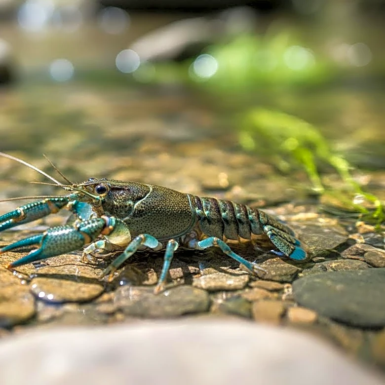 U.S. Fish and Wildlife Service Implements Superglued Backpacks to Track Endangered Crayfish