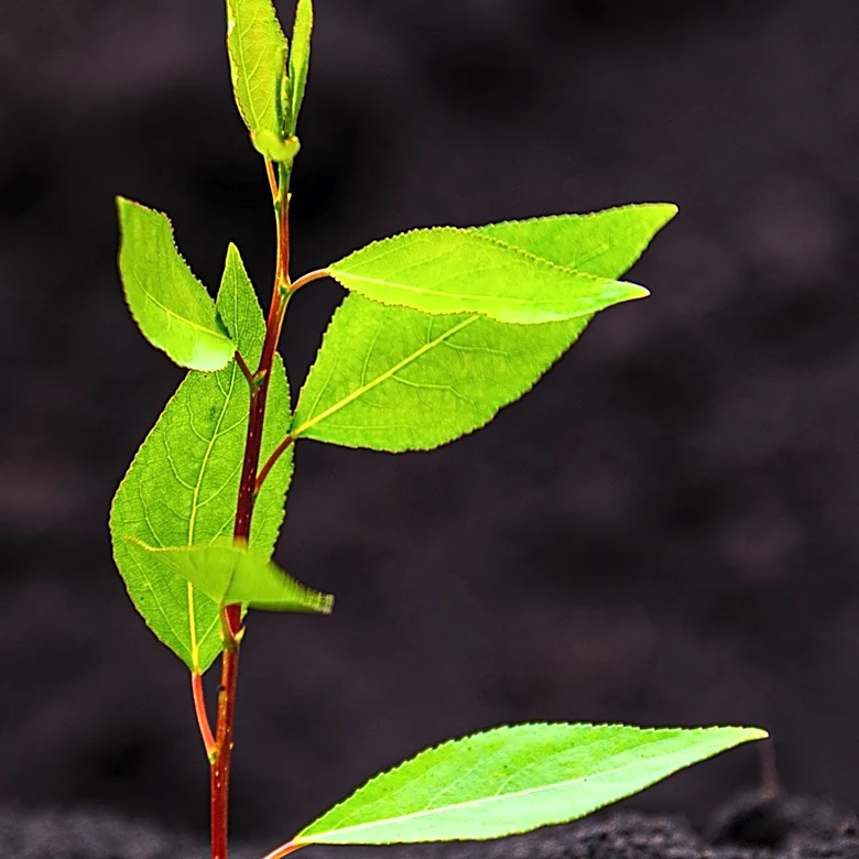 Newly Planted Trees Highly Vulnerable to Drought Stress, Expert Warns