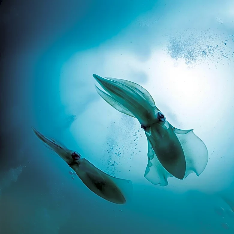 TikTok Video Leads to Discovery of New Translucent Eel Species in India