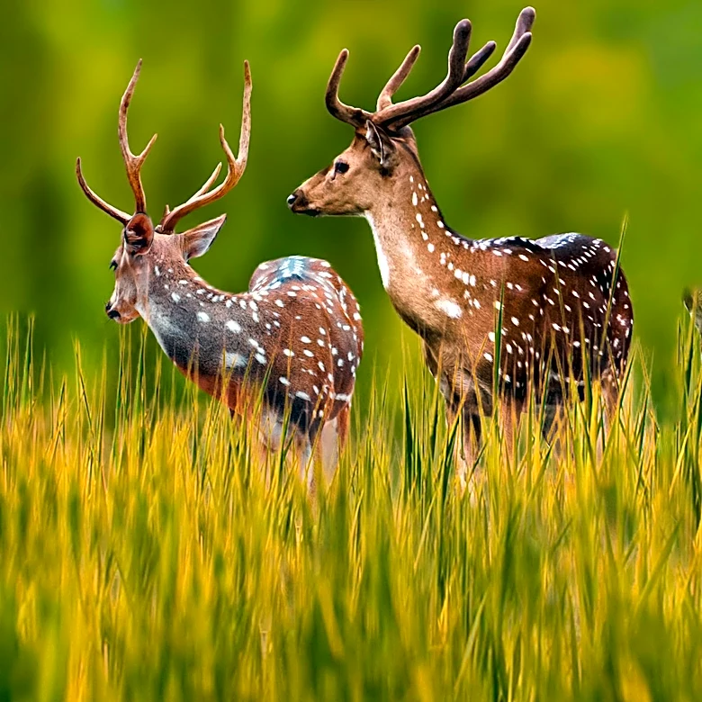 Dozens of Deer Die in Wisconsin Due to Epizootic Hemorrhagic Disease Outbreak
