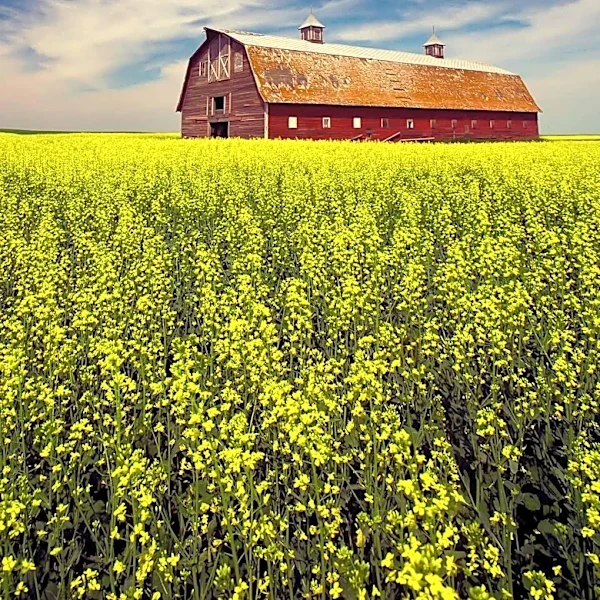 Groundwork Market Garden Secures Funding for New Community Barn in Buffalo