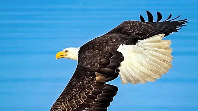 Jackie the Bald Eagle's Death Sparks Public Outcry and Criticism Against Wildlife Care Team