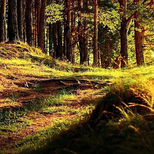 Maryland's 'Hundred Acre Wood' Preserved from Development, Added to Patuxent Research Reserve