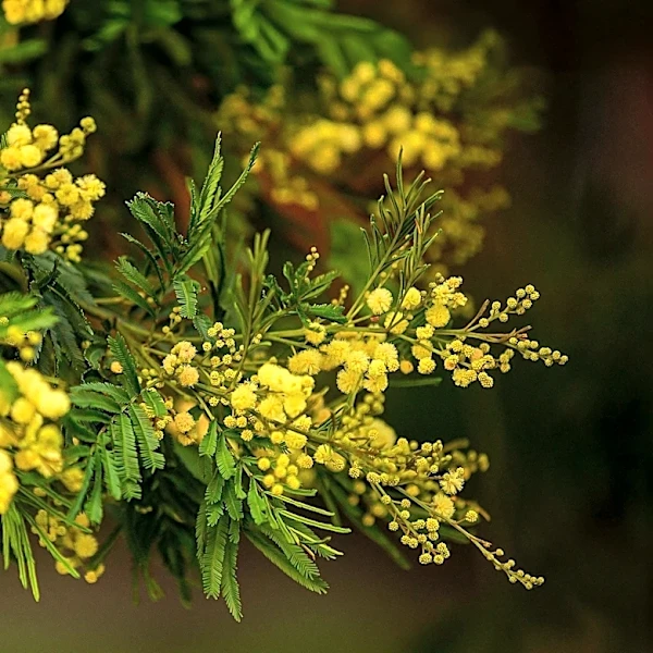 Mimosa Trees, Once Prized Ornamentals, Become Invasive Species Across U.S. South and East