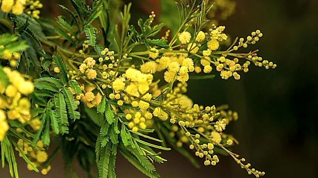 Mimosa Trees, Once Prized Ornamentals, Become Invasive Species Across U.S. South and East