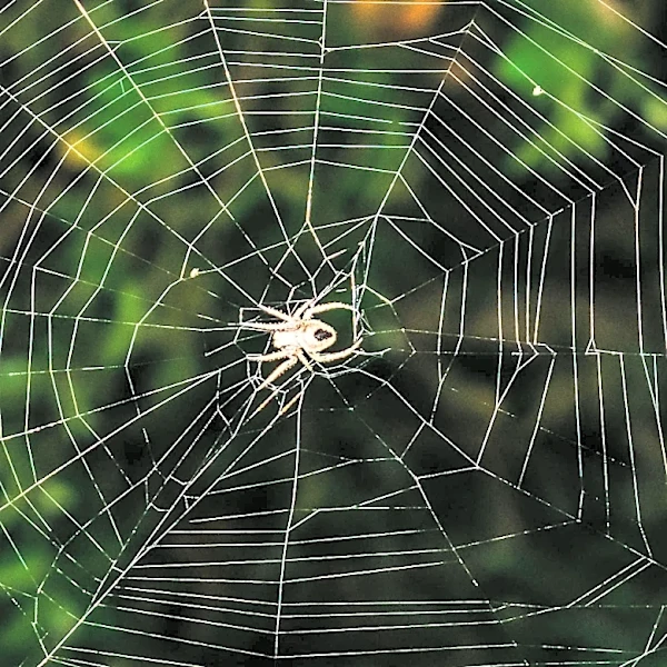 Great Smoky Mountains National Park Seeks Public Assistance to Track Invasive Joro Spider Spread