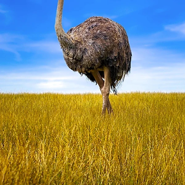Fort Wayne Zoo Ostrich Recovers After Wing Amputation Due to Plastic Cup Ingestion Attempt