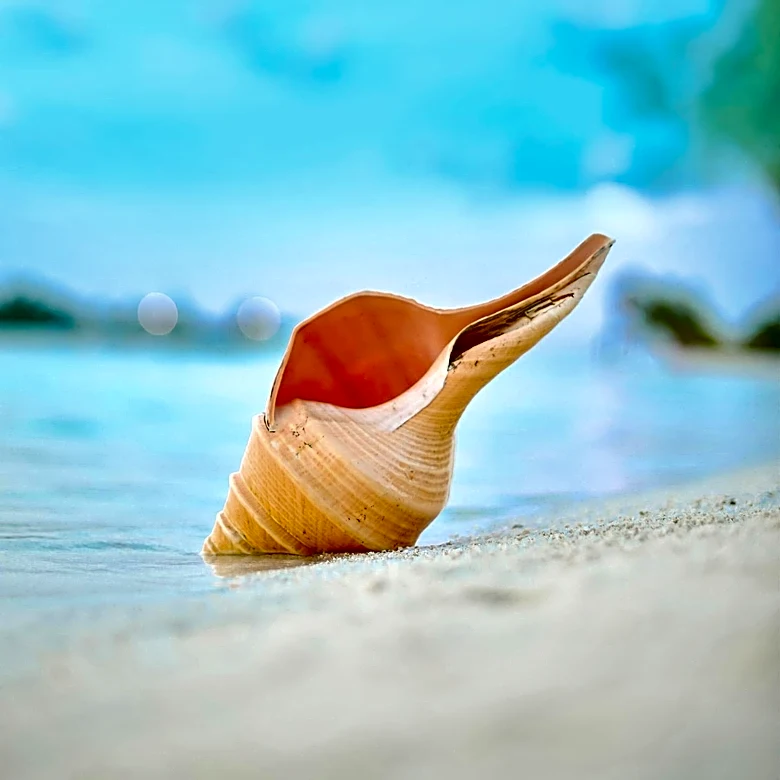 Mobile Queen Conch Hatcheries Deployed to Aid Species Recovery and Engage Caribbean Communities